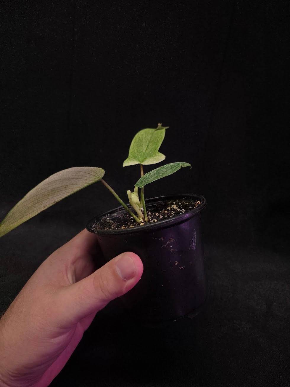 Philodendron Florida Ghost #01