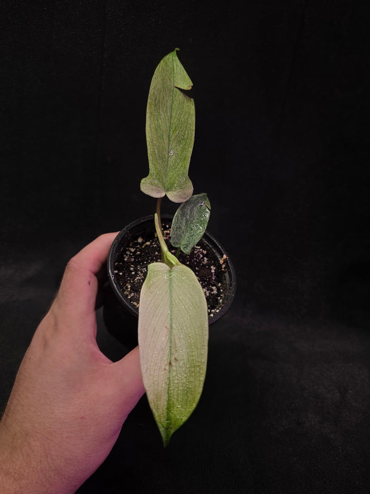 Philodendron Florida Ghost #01