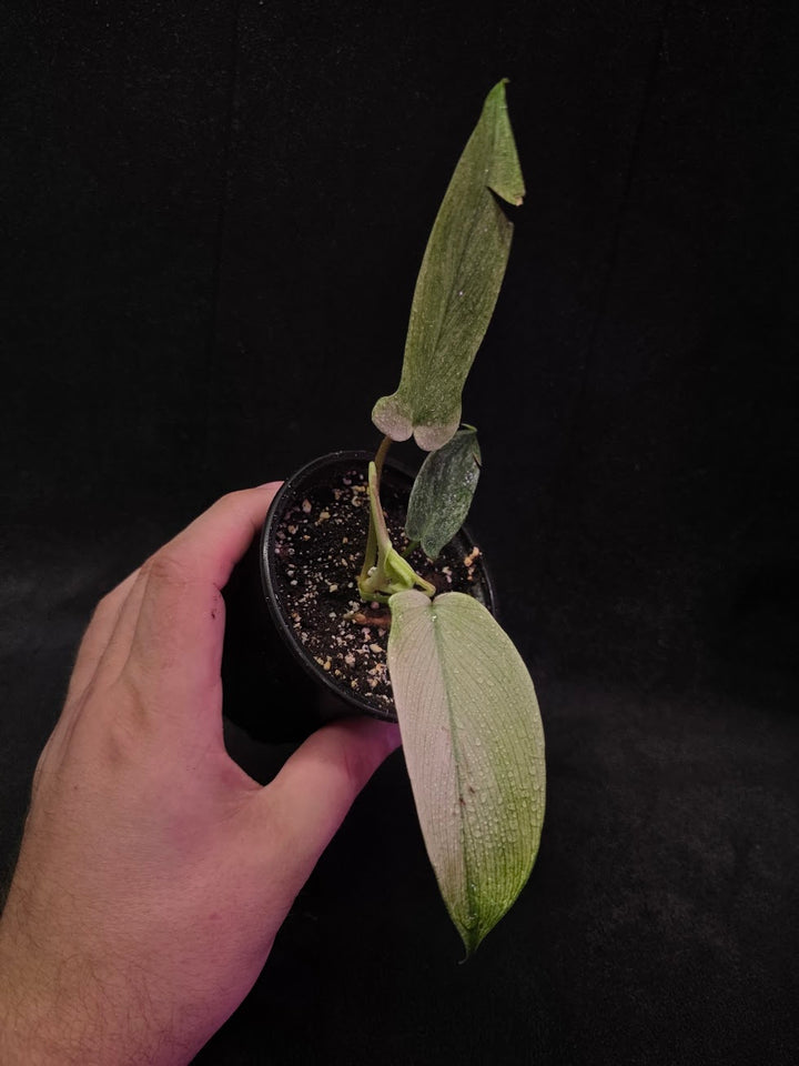 Philodendron Florida Ghost #01