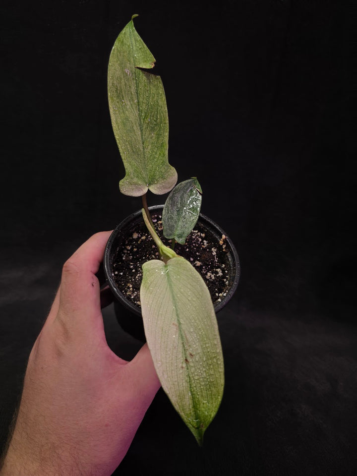 Philodendron Florida Ghost #01