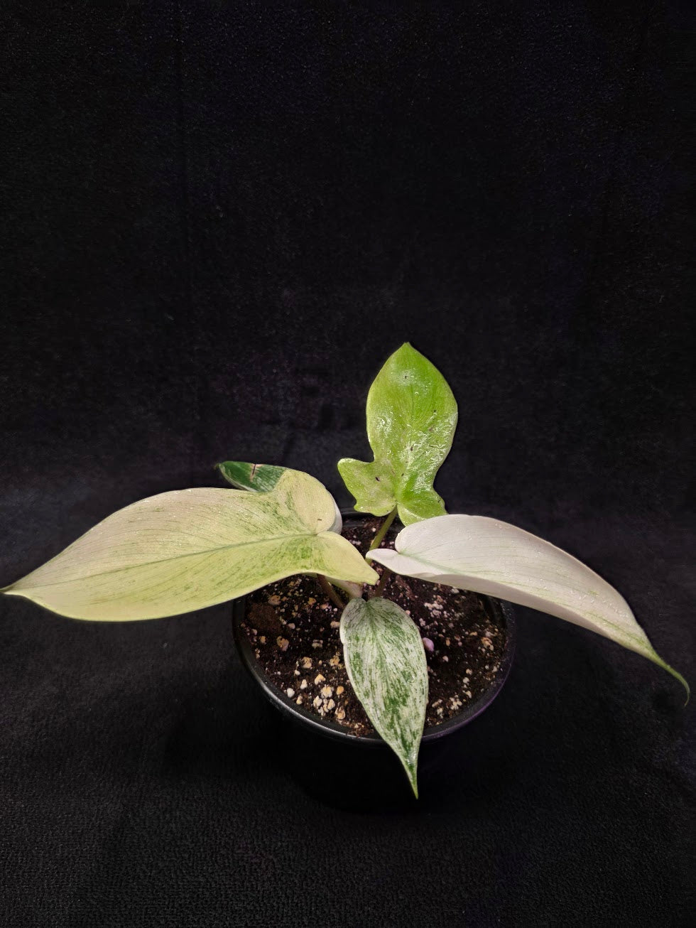Philodendron Florida Ghost #02