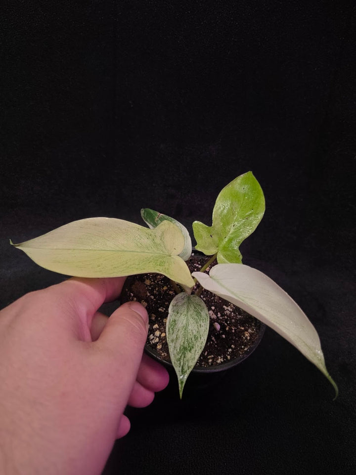 Philodendron Florida Ghost #02