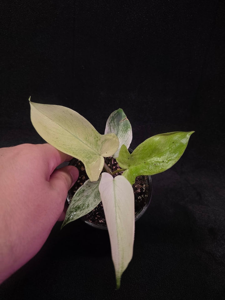 Philodendron Florida Ghost #02
