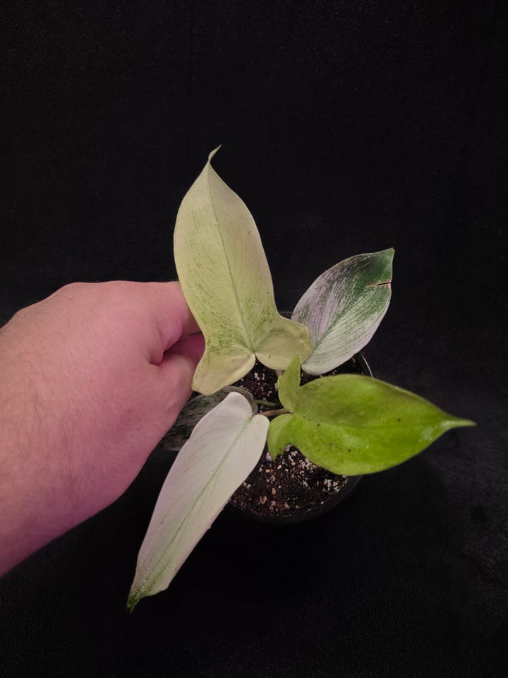 Philodendron Florida Ghost #02