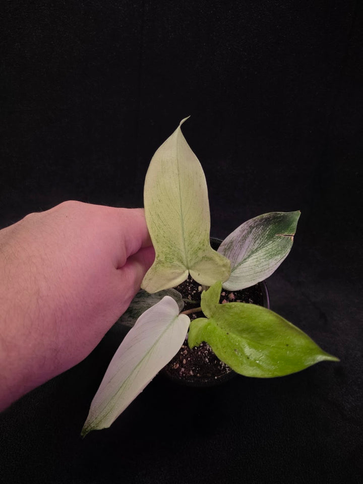 Philodendron Florida Ghost #02