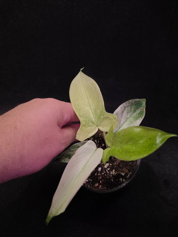 Philodendron Florida Ghost #02