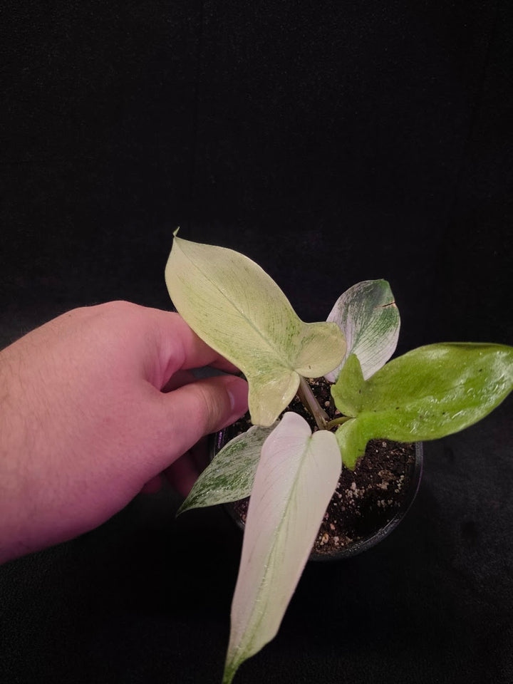 Philodendron Florida Ghost #02