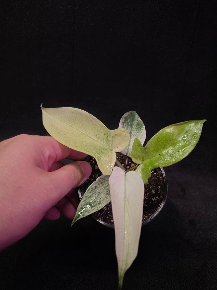Philodendron Florida Ghost #02