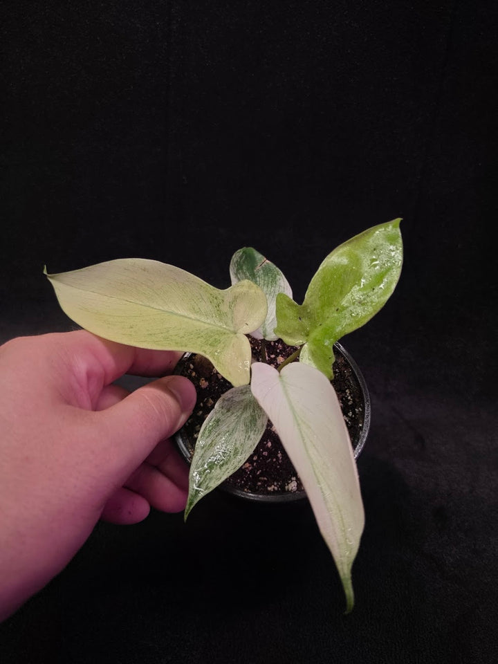 Philodendron Florida Ghost #02