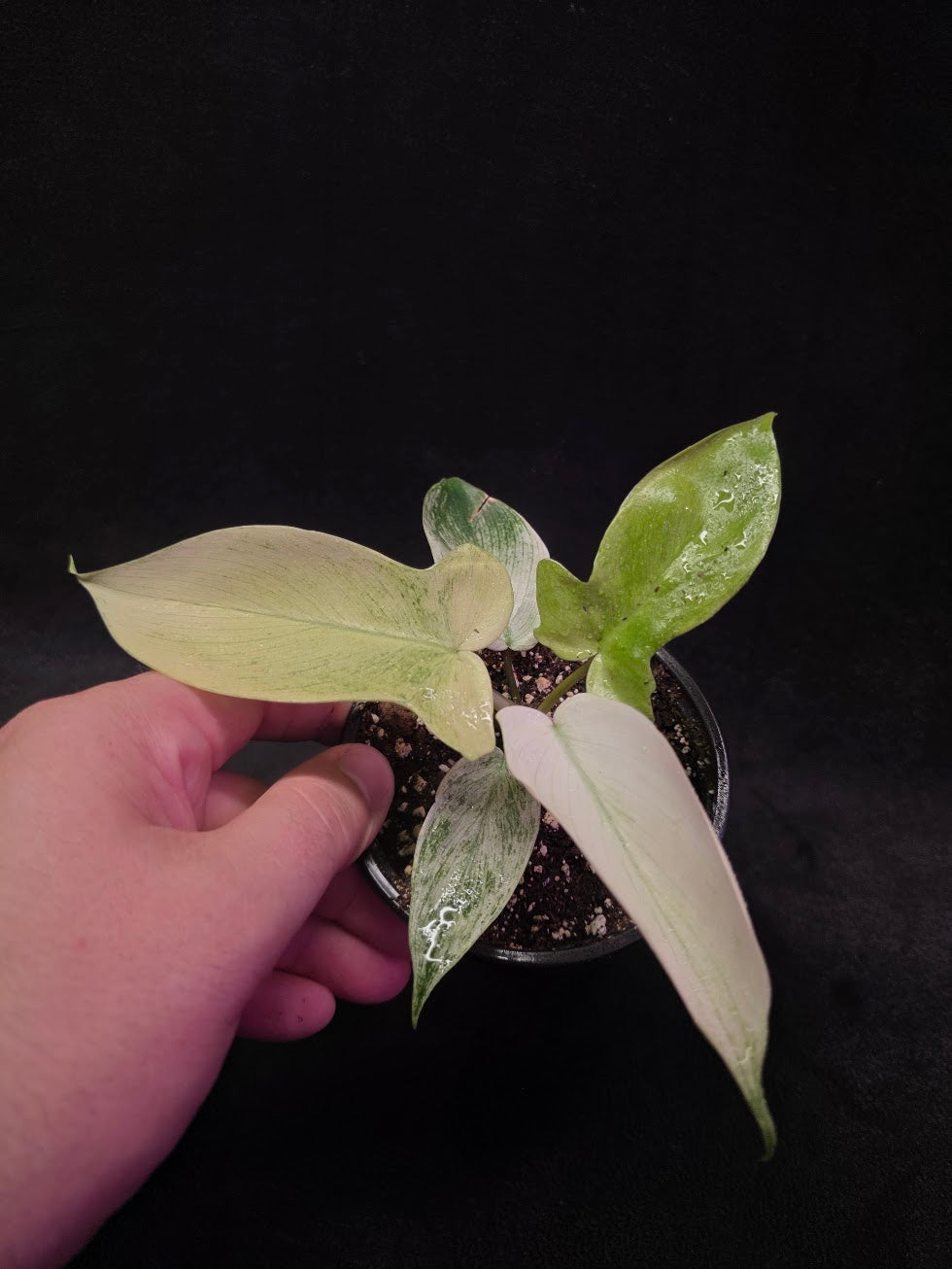 Philodendron Florida Ghost #02