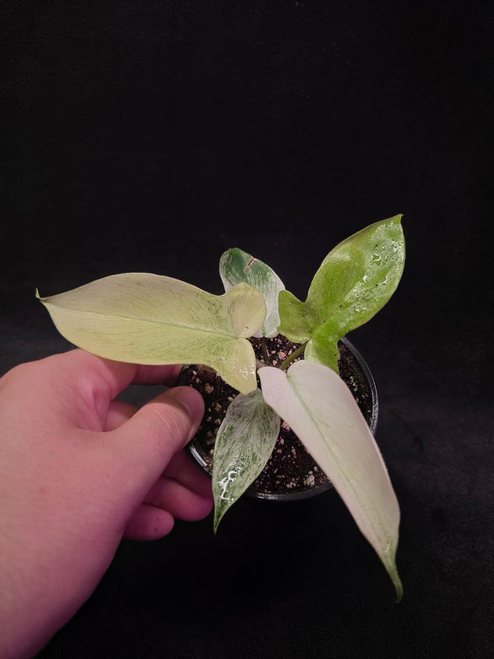 Philodendron Florida Ghost #02