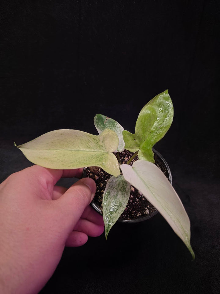 Philodendron Florida Ghost #02