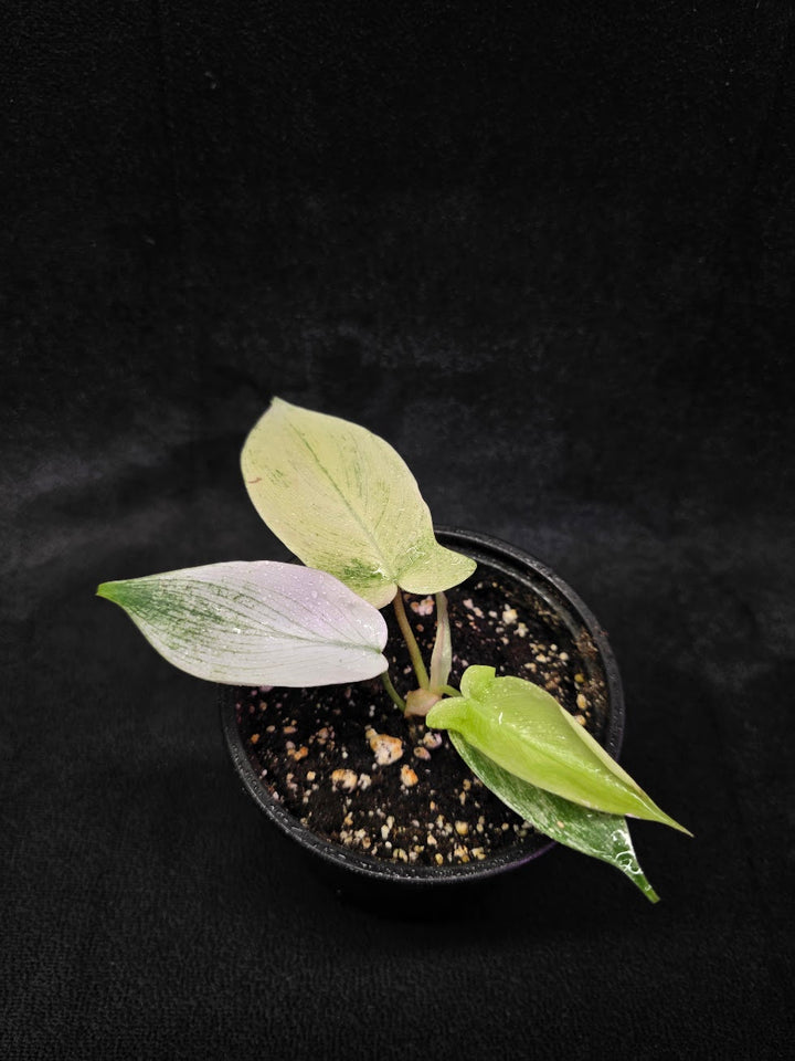 Philodendron Florida Ghost #03