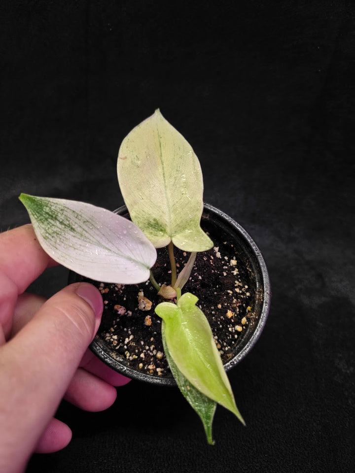 Philodendron Florida Ghost #03