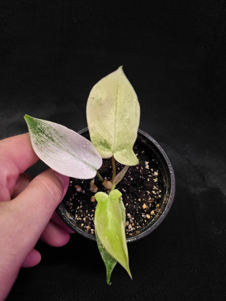 Philodendron Florida Ghost #03