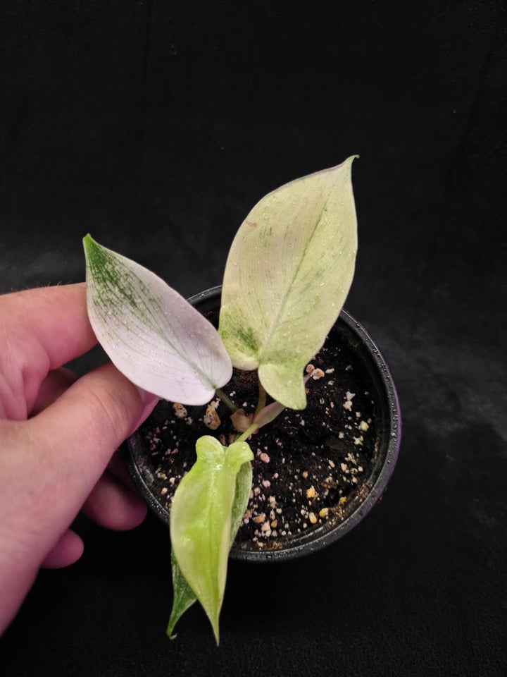 Philodendron Florida Ghost #03