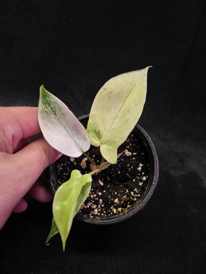 Philodendron Florida Ghost #03