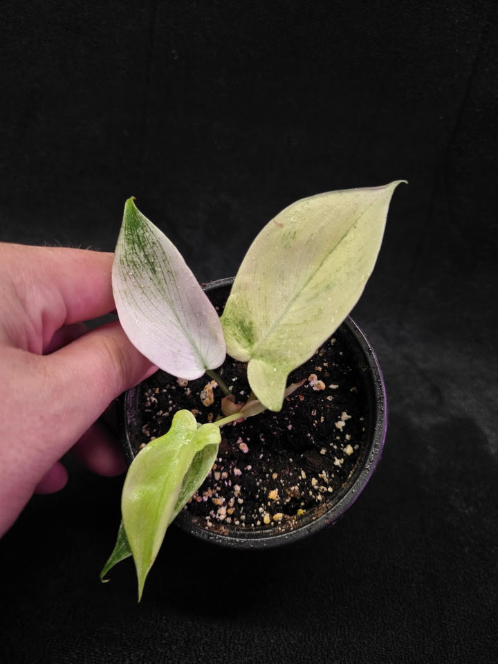 Philodendron Florida Ghost #03