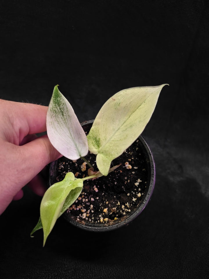 Philodendron Florida Ghost #03