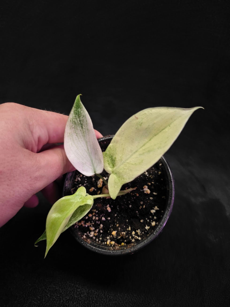 Philodendron Florida Ghost #03