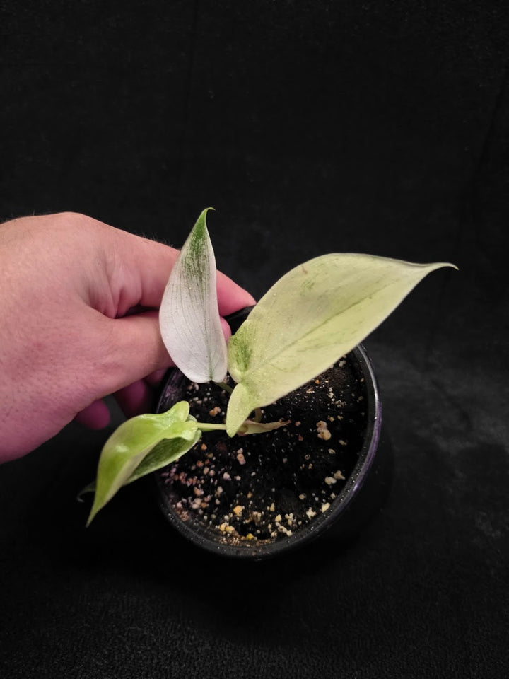 Philodendron Florida Ghost #03