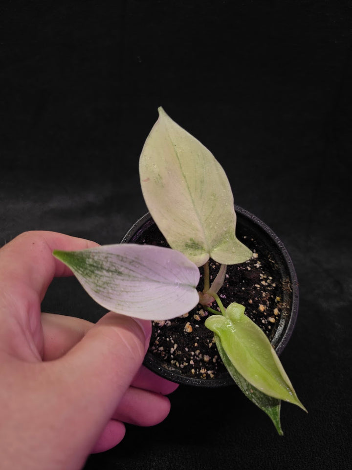 Philodendron Florida Ghost #03