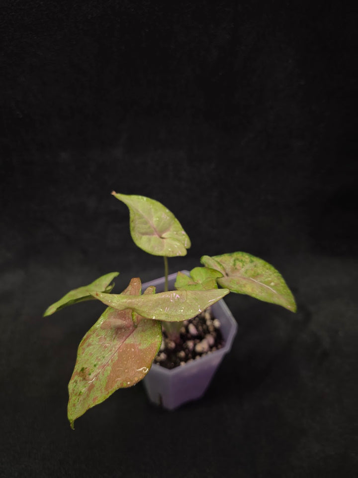 Syngonium Milk Confetii Tri-Color #01