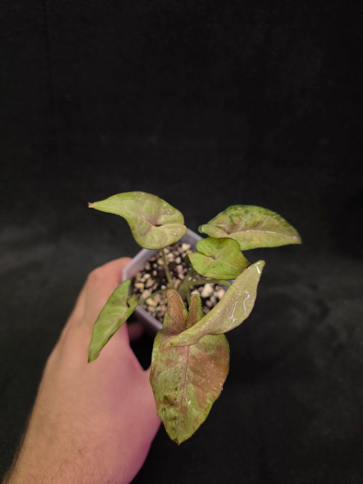 Syngonium Milk Confetii Tri-Color #01