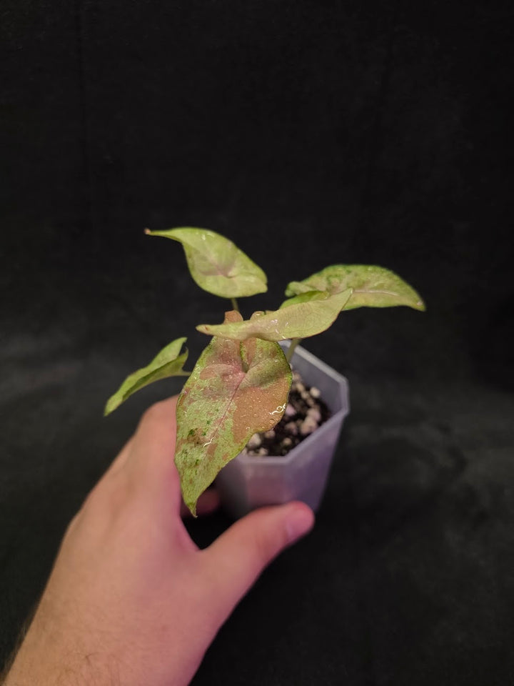 Syngonium Milk Confetii Tri-Color #01