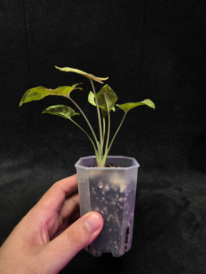 Syngonium Milk Confetii Tri-Color #01