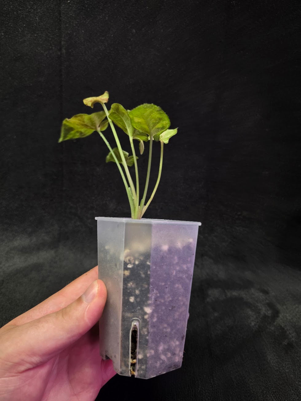 Syngonium Milk Confetii Tri-Color #01