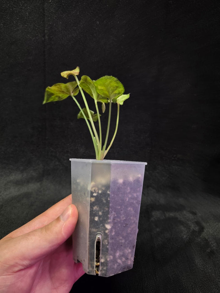 Syngonium Milk Confetii Tri-Color #01