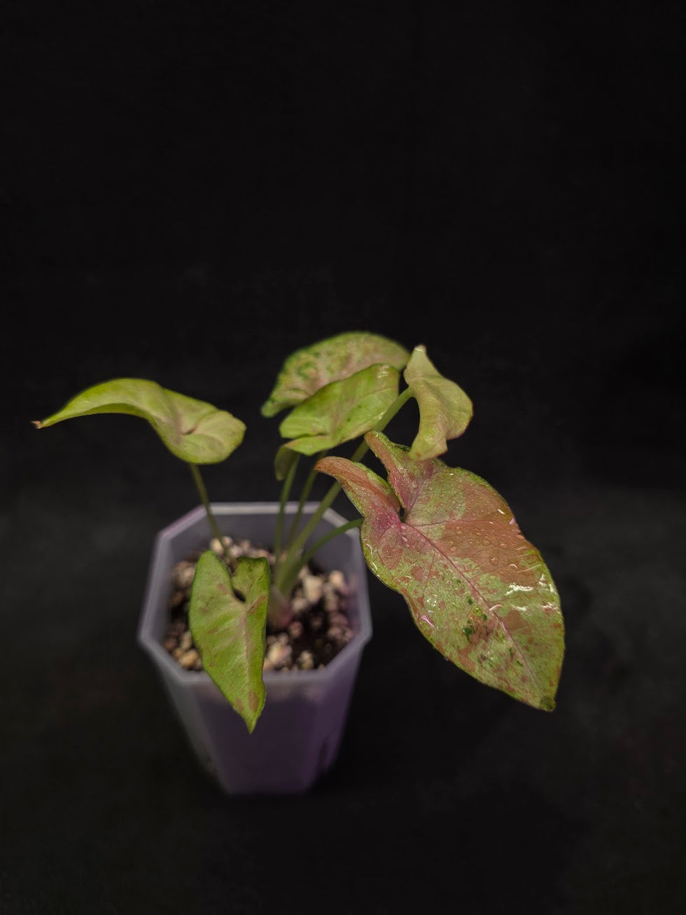 Syngonium Milk Confetii Tri-Color #01