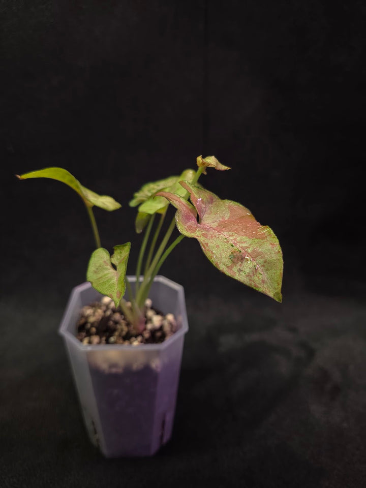 Syngonium Milk Confetii Tri-Color #01