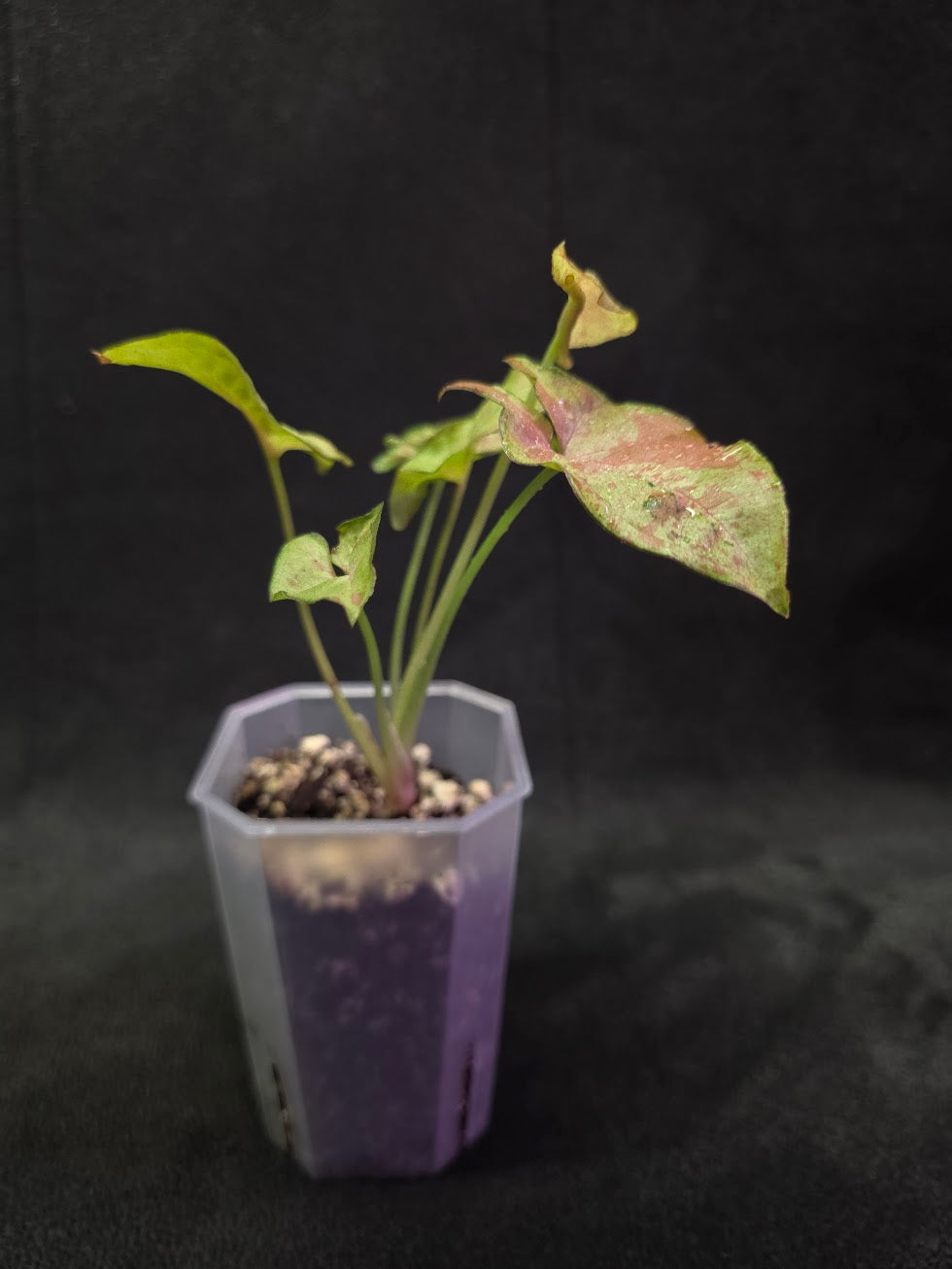 Syngonium Milk Confetii Tri-Color #01