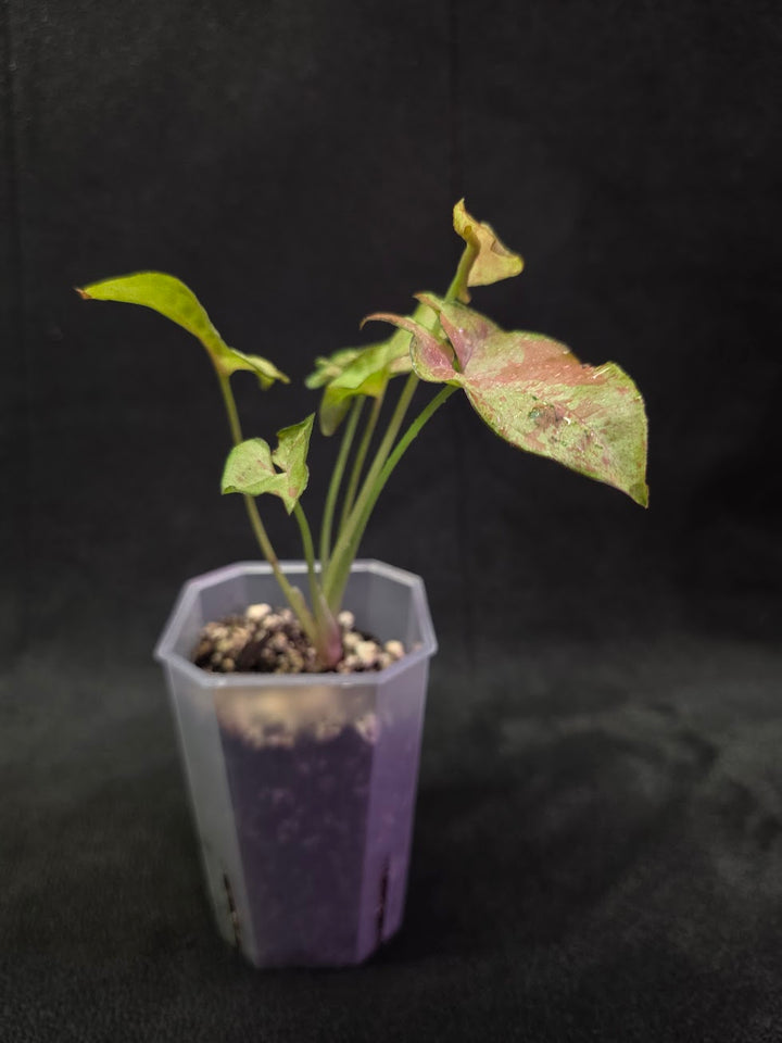 Syngonium Milk Confetii Tri-Color #01