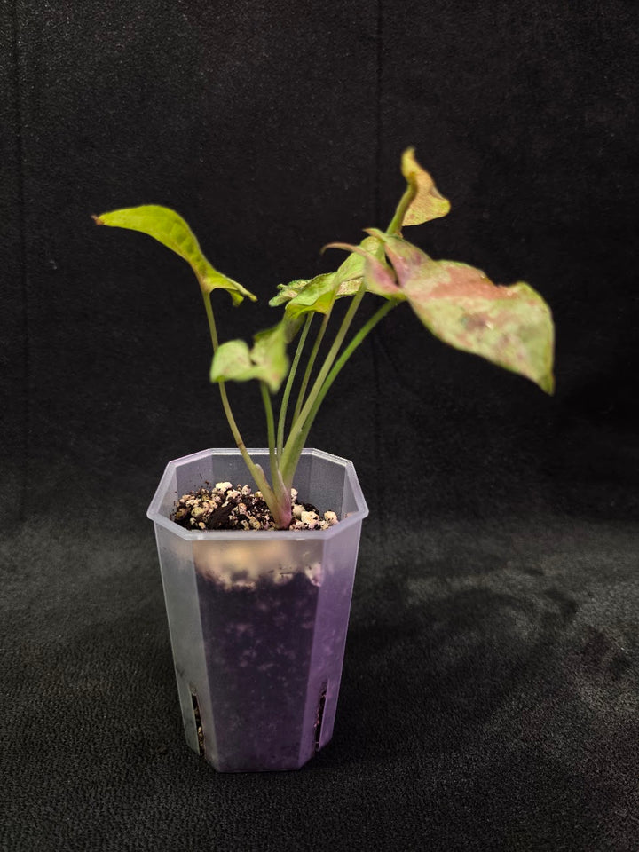 Syngonium Milk Confetii Tri-Color #01