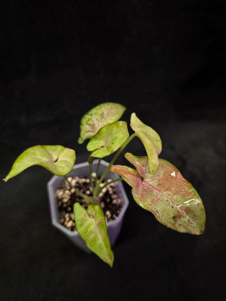 Syngonium Milk Confetii Tri-Color #01