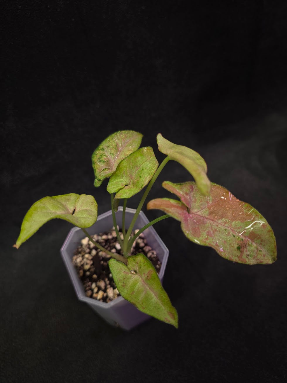 Syngonium Milk Confetii Tri-Color #01