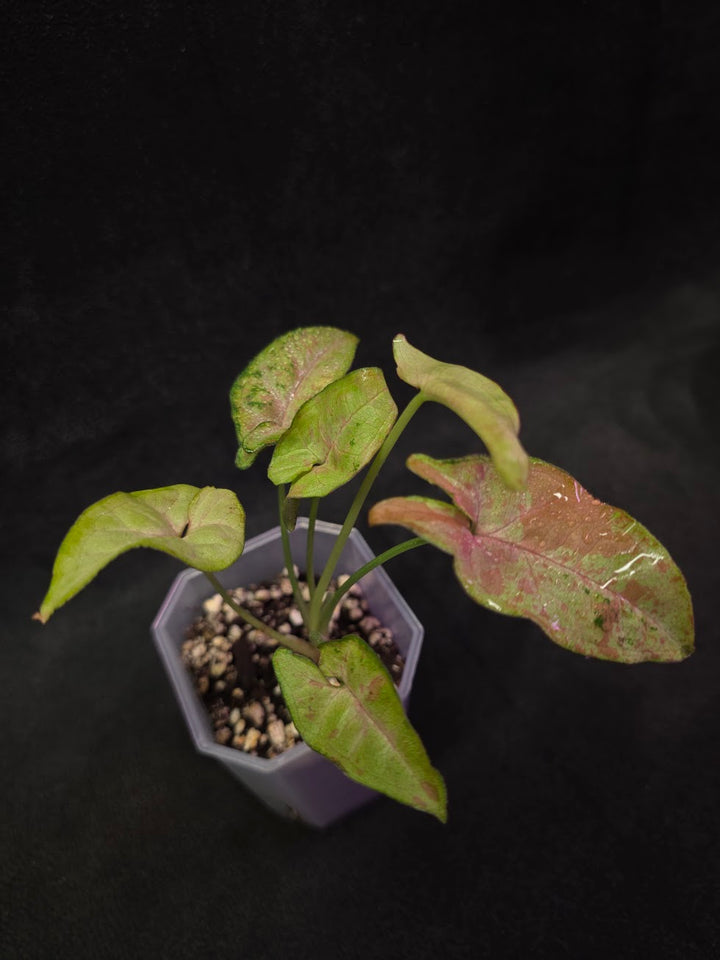 Syngonium Milk Confetii Tri-Color #01