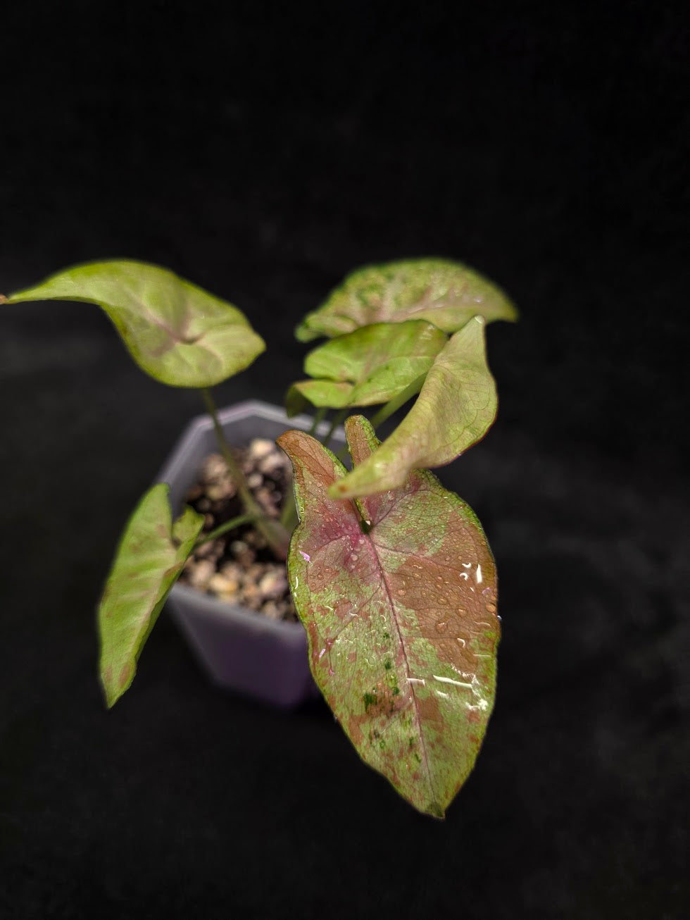 Syngonium Milk Confetii Tri-Color #01