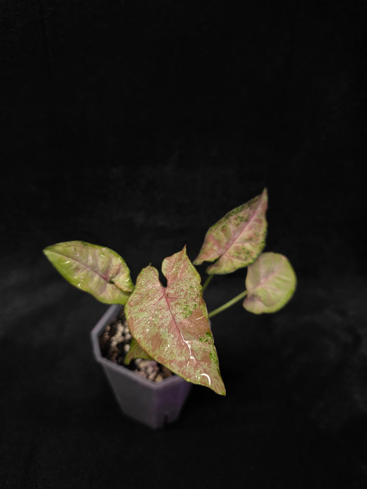 Syngonium Milk Confetii Tri-Color #02