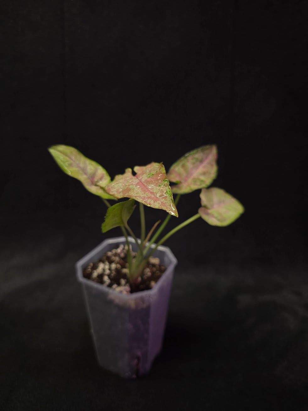Syngonium Milk Confetii Tri-Color #02