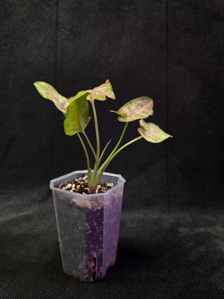 Syngonium Milk Confetii Tri-Color #02