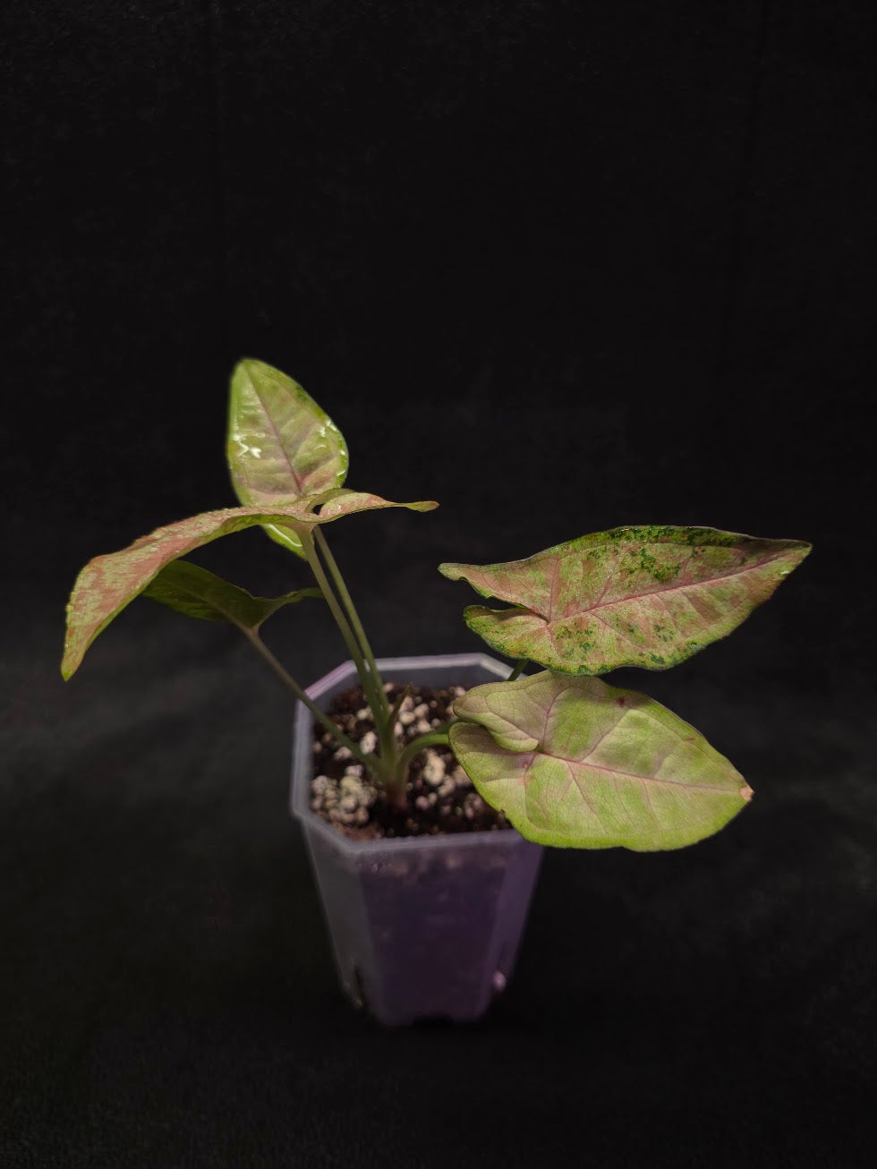 Syngonium Milk Confetii Tri-Color #02