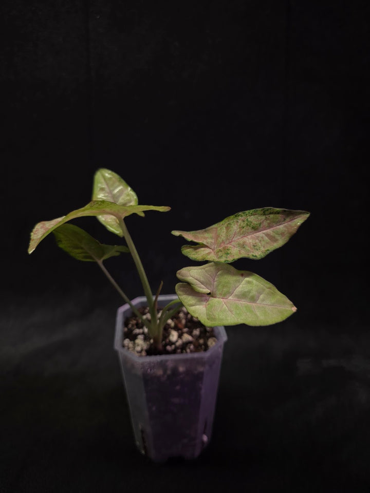 Syngonium Milk Confetii Tri-Color #02