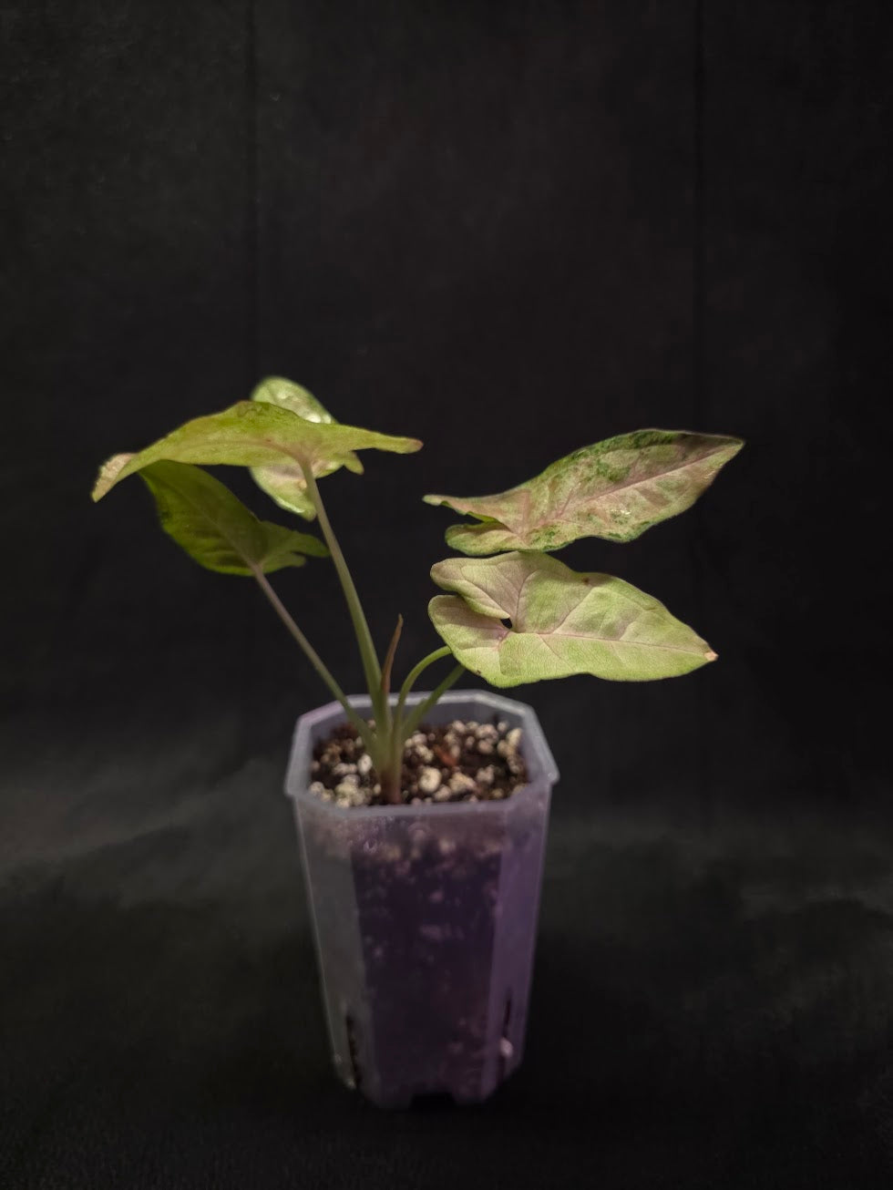 Syngonium Milk Confetii Tri-Color #02