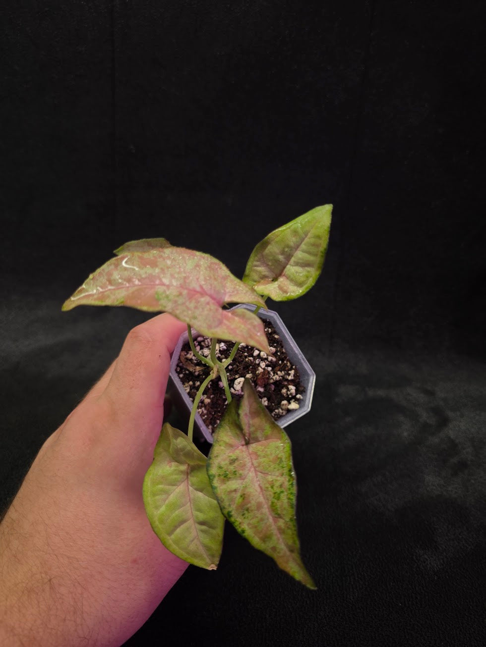 Syngonium Milk Confetii Tri-Color #02