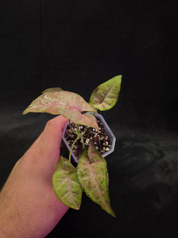 Syngonium Milk Confetii Tri-Color #02