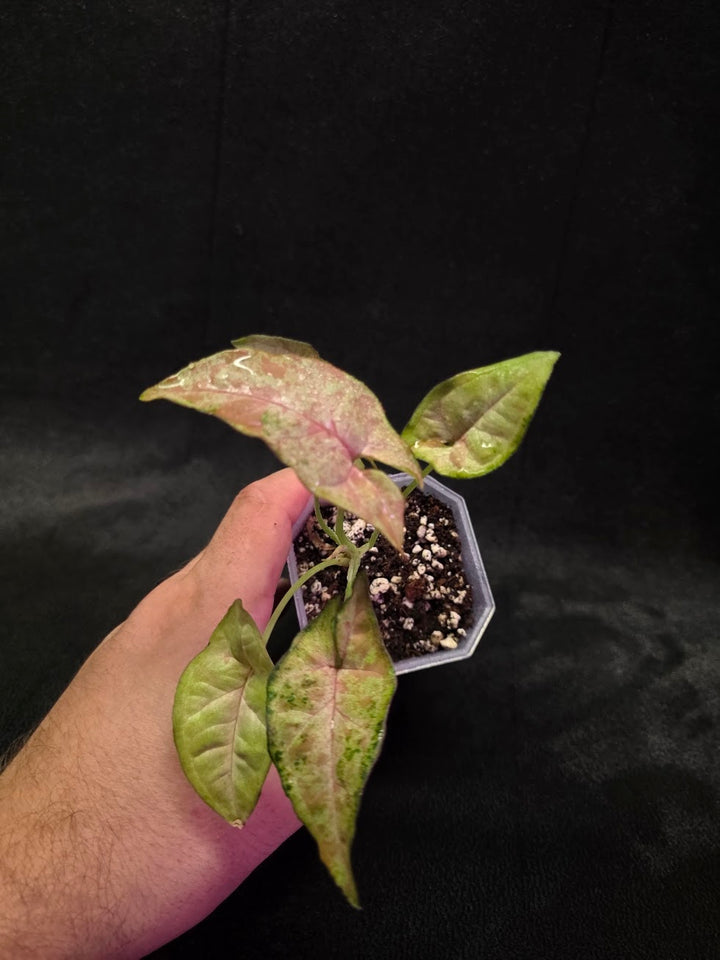 Syngonium Milk Confetii Tri-Color #02